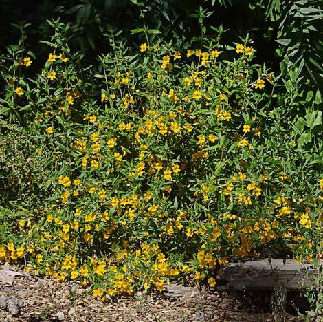 This Monkey flower came from a site that is now cover with houses. It's about 15 years old in this picture, with no water. - grid24_12