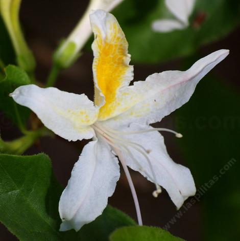 Western Azalea flower, this one was in our back yard. - grid24_12