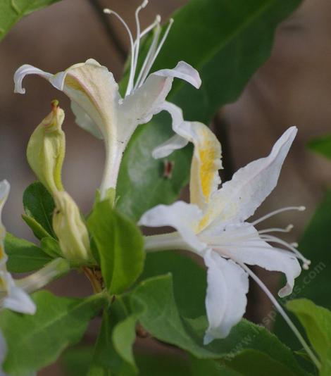 Rhododendron occidentale (Western Azalea) has large white flowers. - grid24_12