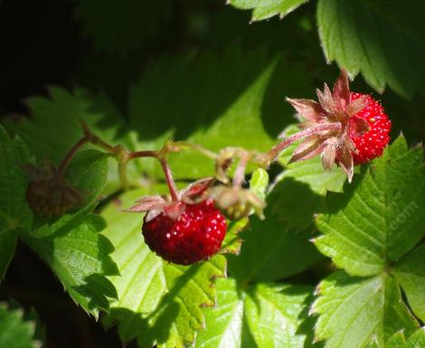 Wood Strawberry, Fragaria californica, tastes pretty good. Can be used in a container or as a small groundcover. - grid24_12
