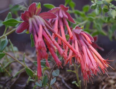 Monardella macrantha red monardella has a nice fragrance and great flowers - grid24_12