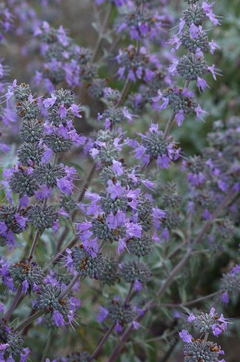 Very large flowers on a relatively small plant. The hybrids of California sages are very tough but showy. - grid24_12