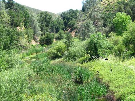 Natural wetland transitioning to dryland. Emulate this in a garden design. 1-river, 2 bank, seasonally bank, 4 upper bank. 2 could be called a fresh water marsh. - grid24_12