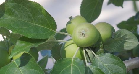 Developing fruits of Roxbury Russet apple - grid24_12