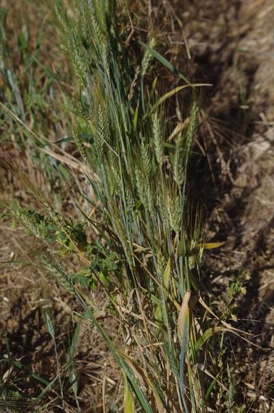 Grains and beans in the garden. - grid24_12