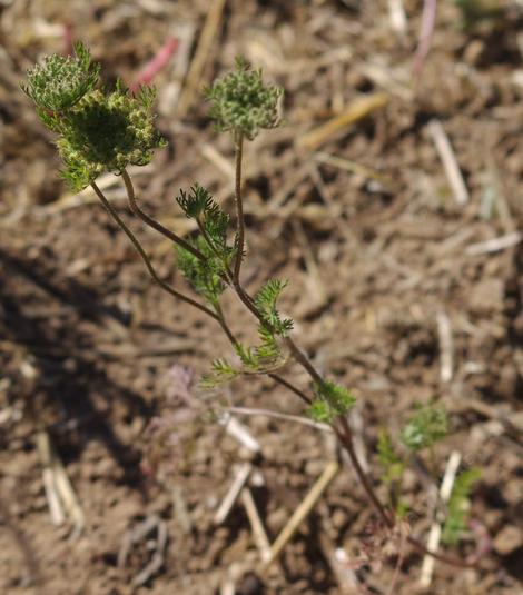 Carrot in garden. - grid24_12