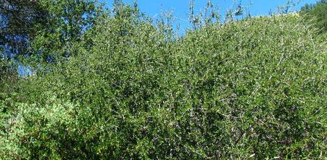 Manzanita, Ceanothus and Oaks - grid24_12