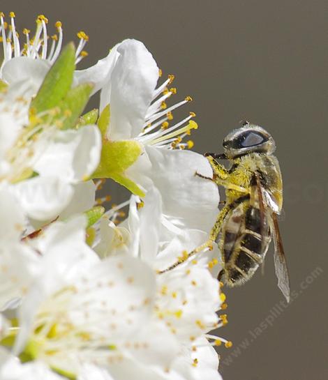 Syrphid fly on an asian pear. - grid24_12 Syrphid fly on an asian pear. - grid24_12