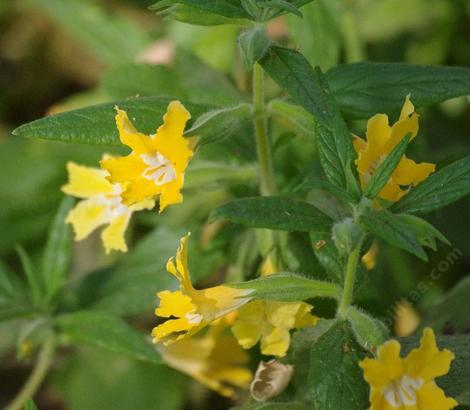 This Monkey flower is about 25 years old and was found along Topanga Canyon Rd in west Los Angeles. - grid24_12