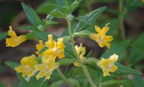 These monkey flowers are growing in part shade under a redbud. - grid24_12