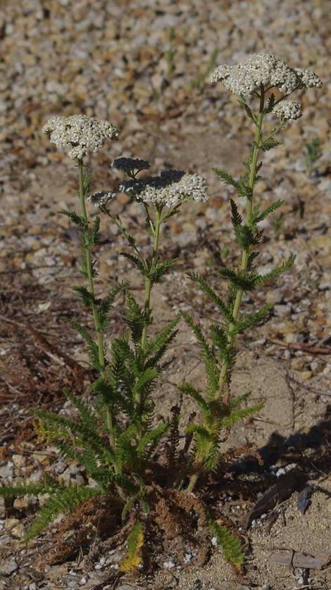 This Yarrow was out in one of the driveways in full sun. - grid24_12