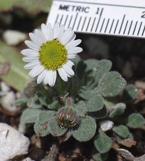 A cute little Chihuahua of a plant. As small as it is, 20 mm, notice there's a fly working the flower.The whole plant is about one inch across. - grid24_12