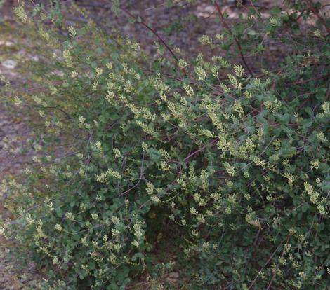 This honeysuckle is native on the Santa margarita nursery site in part shade to cool full sun. Never on hot southern slopes, mostly east facing slopes. - grid24_12