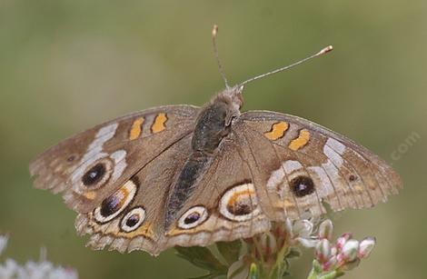 A Buckeye butterfly resting on a buckwheat. - grid24_12
