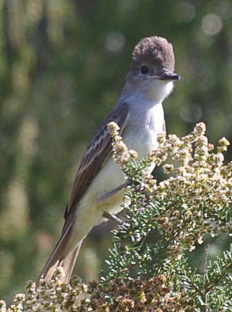 Ash throated flycatchers are so cute and curious. Both parents were really curious as to what I was doing hiking up the trail. - grid24_12