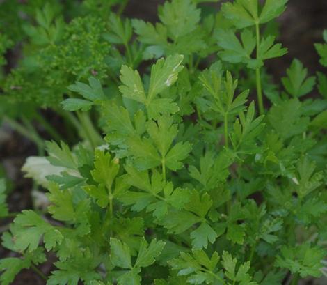 Italian  Parsley.  - grid24_12