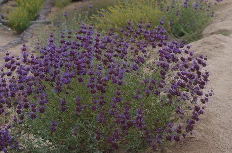 Salvia Celestial Blue in decomposed granite. - grid24_12