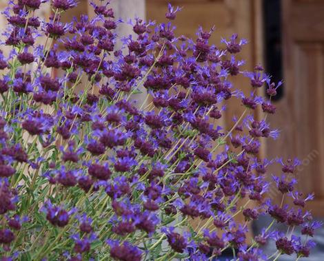 Nice contrast. Celestial Blue is a hybrid of two california sages, Pozo Blue and Salvia  pachyphylla - grid24_12