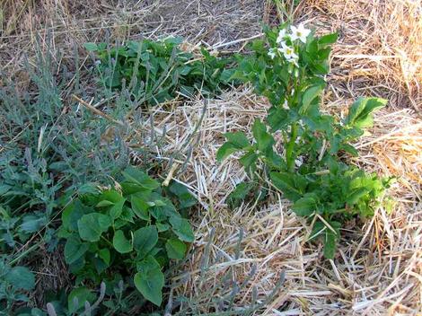 Here are a few Beans and potatoes happily growing together. - grid24_12 Here are a few Beans and potatoes happily growing together. - grid24_12
