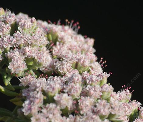Eriogonum arborescens, Santa Cruz Island Buckwheat with pink flowers. - grid24_12