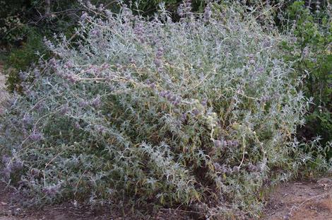 A couple of seasons after pruning  the Purple Sage is back in full shape. - grid24_12