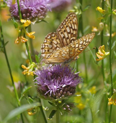 Monardella antonia with Fritilary Butterfly - grid24_12