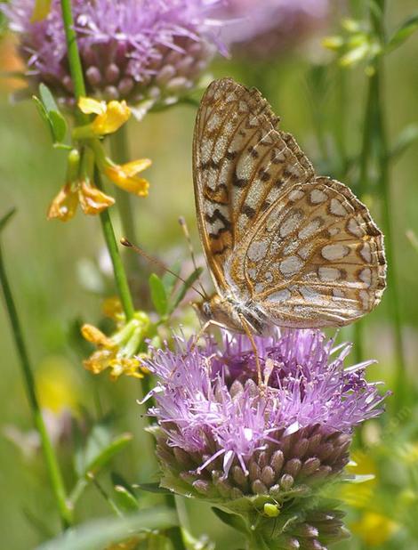 A Callippe Fritillary Butterfly, Speyeria callippe on a Monardella antonina - grid24_12