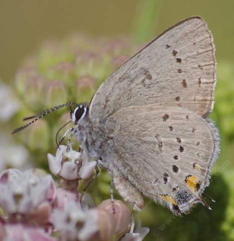 California Hairstreak, Western Hairstreak, Satyrium californica - grid24_12