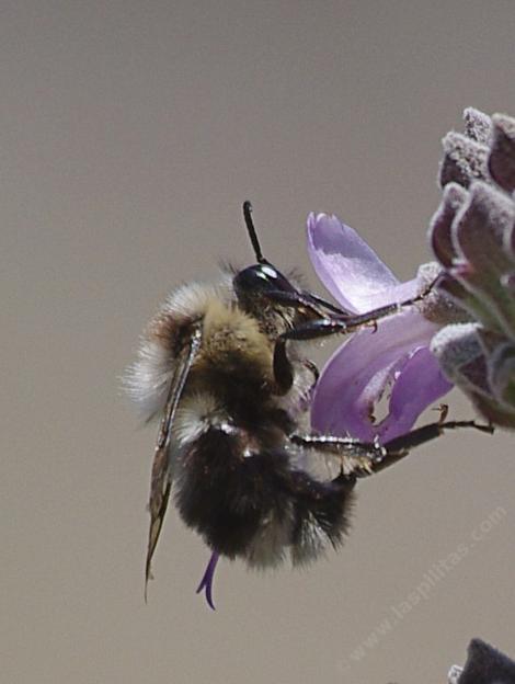 Bombus vosnesenskii on Salvia Vicki Romo - grid24_12