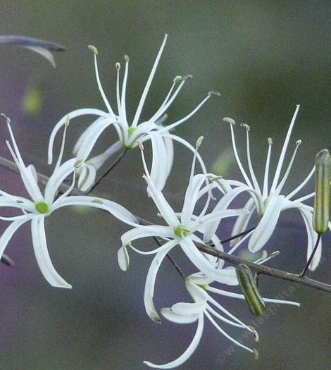 The small delicate flowers of Chlorogalum pomeridianum, Soap Lily, in our garden at Santa Margarita.  - grid24_12