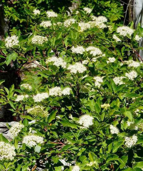 Red  stem dogwood is also known as Cornus sericea subsp. sericea. These plants are in flower in the Sierras - grid24_12