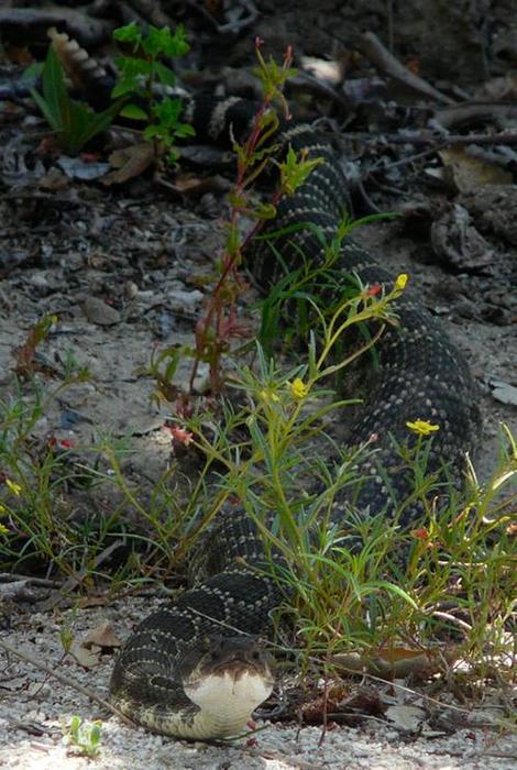 Western Diamond back Rattle Snake - grid24_12