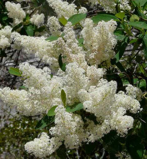 Deer brush flowers - grid24_12