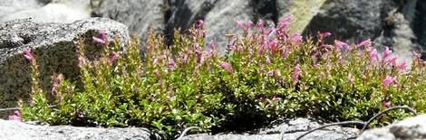  Mountain Pride, Penstemon newberryi plant, in flower at 7500 ft. - grid24_12