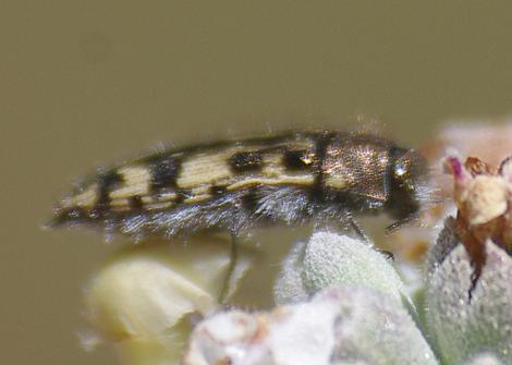 Metallic wood borer that looks like a woolly click beetle - grid24_12