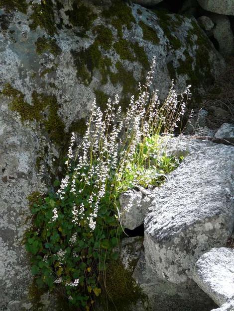 This pink alum root came from the bottom end of it's elevation and looks like it has some Heuchera micrantha in it. - grid24_12