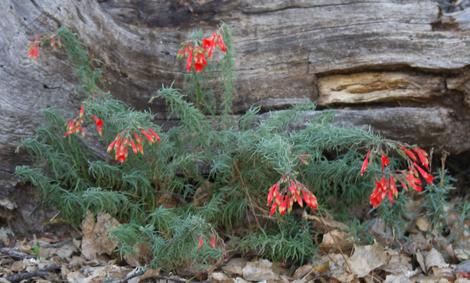 Narrow leaf 'Hollywood Flame' California fuchsia flowers - grid24_12