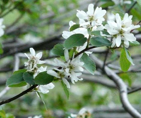 This Utah service berry actually was in the Sierras but native throughout most of California mountains. - grid24_12