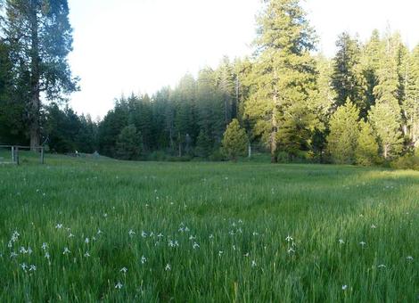 A Sierra  meadow with Western Blue Flag. California has amazing areas to explore. Make your garden one of them. - grid24_12