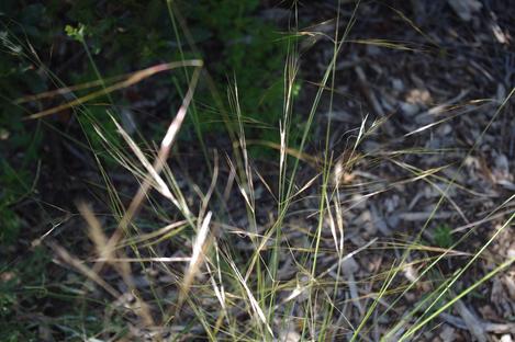 Purple needle grass - grid24_12