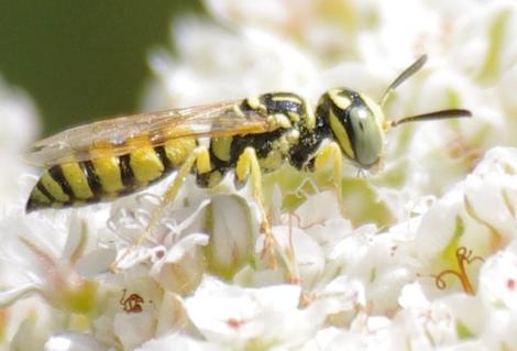  Pacific burrowing wasp (Philanthus multimaculatus) is a  bee-hunting wasp (or "beewolf") - grid24_12