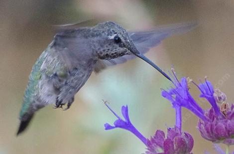 An Anna Hummingbird on Salvia Celestial Blue. - grid24_12