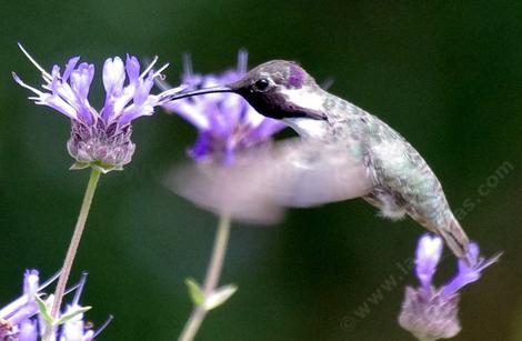 Salvia clevelandii,  Alpine Sage. with a Costa Hummingbird. California plants attract California birds. - grid24_12