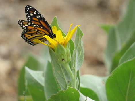  Wyethia ovata, Southern Mule  Ears  with Monarch Butterfly. - grid24_12