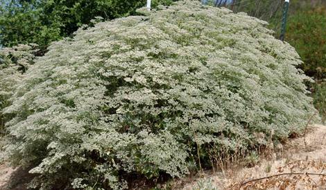 What a perfect mound of insect pleasure. This Giant Buckwheat is 6 foot wide and four foot tall. Eriogonum giganteum is fast and big. - grid24_12