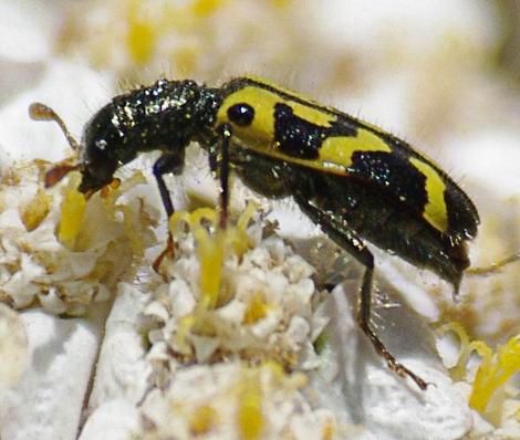 Trichodes ornatus; Ornate Checkered Beetle is a parasite of Megachile leafcutter bees - grid24_12