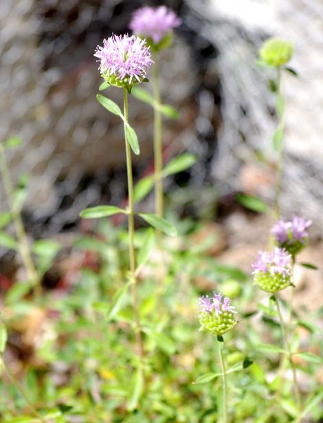 Monardella viridis, Green Monardella in flower - grid24_12