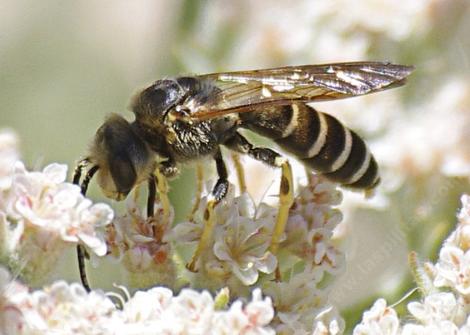 Halictus farinosus, sweat bee - grid24_12