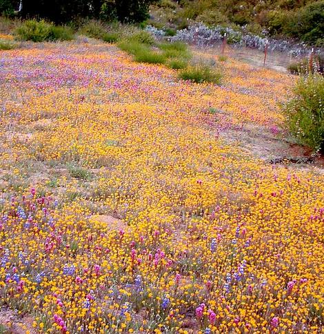 If the weeds are not there, California is amazing! When an annual native plant is done flowering it almost disappears and is nearly fire proof. Large areas of California used to look like this in spring. Can you imagine what inner Los Angeles could look like if it was still natural? - grid24_12