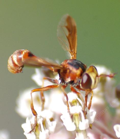 Thick headed fly, Physocephala texana, mostly prey on bumble bees, alkali bees, and sand wasps, whom it "attacks mid-air, ramming an egg between the victim's abdominal    segments before releasing it" Eaton and Kaufman, Field Guide to insects of North America. - grid24_12